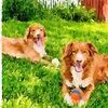 tollers2